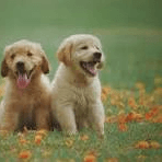 Darren testing crop images capability in open projects image