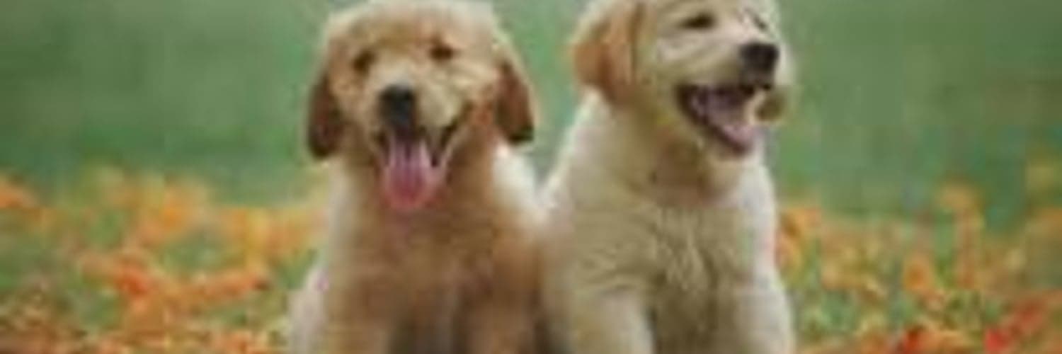 Darren Testing before UAT image